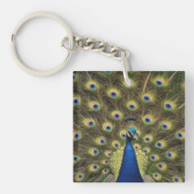 Pavão Azul