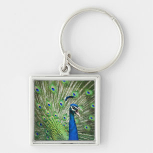 Chaveiro Pavão gritando