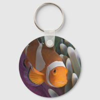 Peixe-palhaço-ocidental