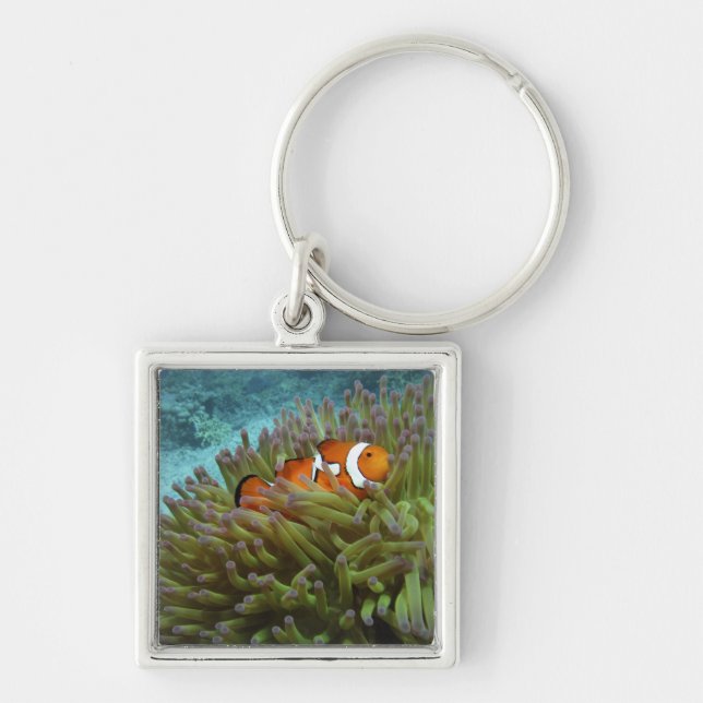 Chaveiro Peixe-palhaço-ocidental ( Amphiprion ocellaris ) (Frente)