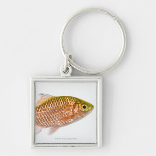 Chaveiro Peixes rosados da farpa (conchonius de Puntius)