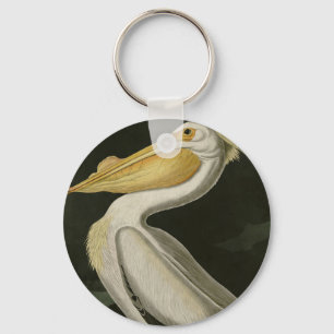 Chaveiro Pelicano Branco Americano, Aves da América de Aud