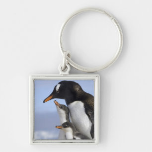 Chaveiro Península Antártica, Porto Neko, Pinguim-de-gentoo