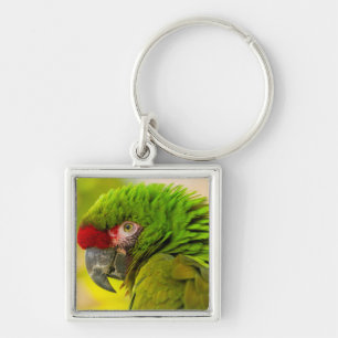 Chaveiro Perfil de arara no Zoológico de Santa Barbara