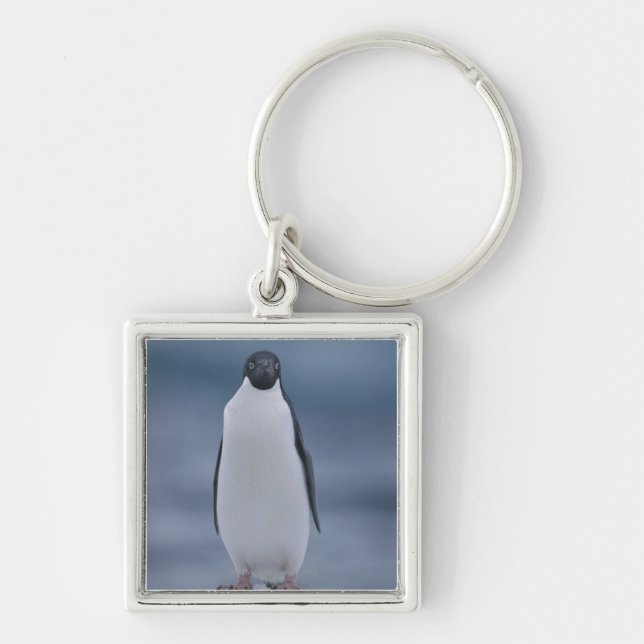 Chaveiro Pinguim de Adelie no gelo (Frente)