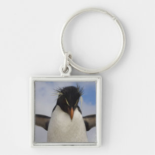 Chaveiro Pinguim-de-crista Eudyptes chrysocome
