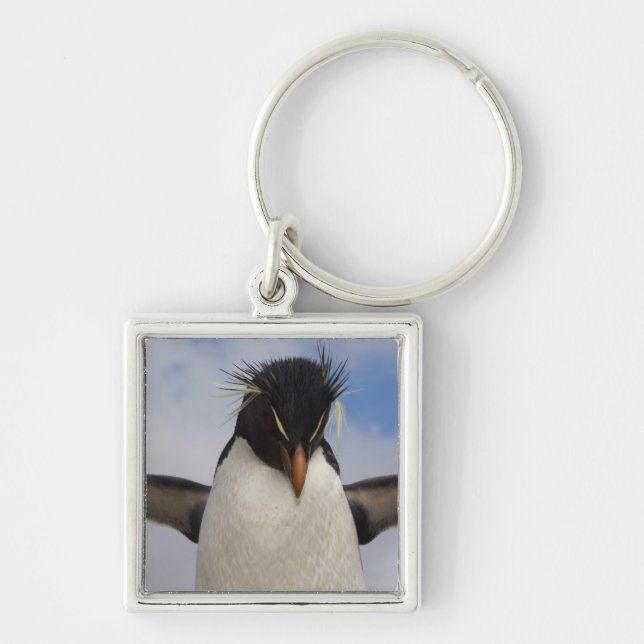 Chaveiro Pinguim-de-crista Eudyptes chrysocome (Frente)