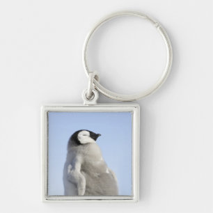 Chaveiro Pinguim de imperador do bebê, ilha do monte da