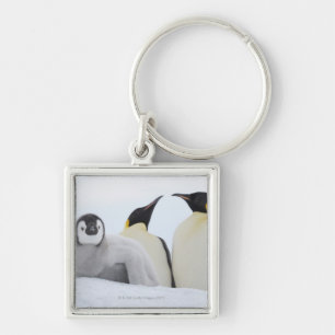 Chaveiro Pinguim de imperador (forsteri do Aptenodytes)