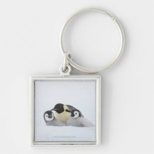 Chaveiro Pinguim de imperador (forsteri do Aptenodytes) 2