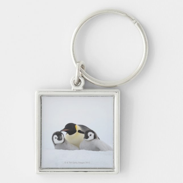 Chaveiro Pinguim de imperador (forsteri do Aptenodytes) 2 (Frente)