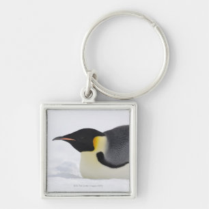 Chaveiro Pinguim de imperador, ilha do monte da neve, mar