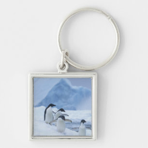 Chaveiro Pinguins-de-adélia (Pygoscelis adeliae) no gelo,