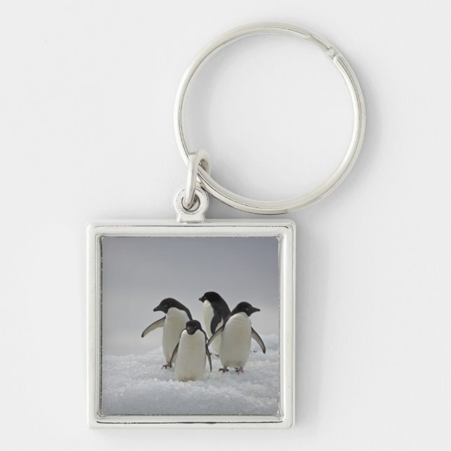 Chaveiro Pinguins de Adelie em fluxos do gelo (Frente)