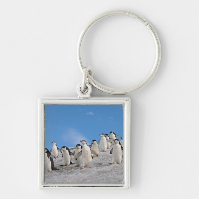 Chaveiro Pinguins-de-barbicha | Pygoscelis Antarctica (Frente)