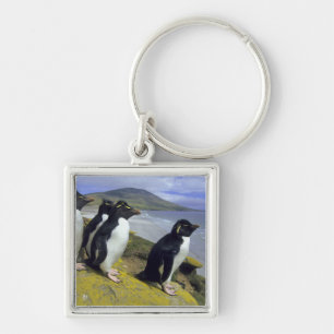 Chaveiro Pinguins-de-crista, (Eudyptes chrysocome),