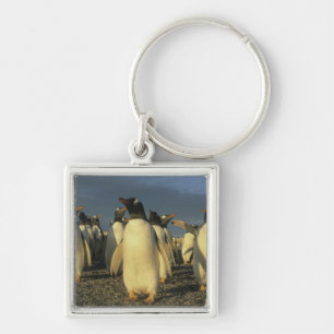 Chaveiro Pinguins-de-gentoo, (Pygoscelis papua), Ilhas Falk