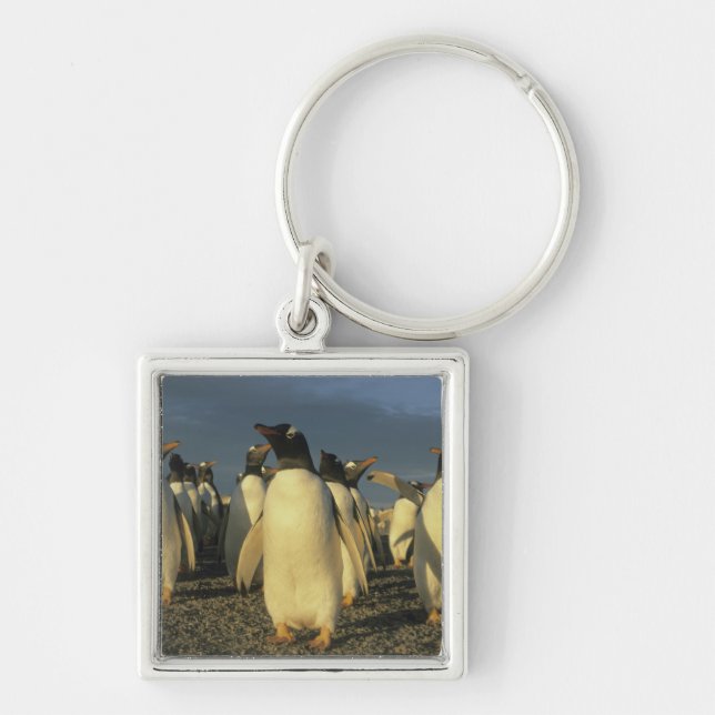 Chaveiro Pinguins-de-gentoo, (Pygoscelis papua), Ilhas Falk (Frente)