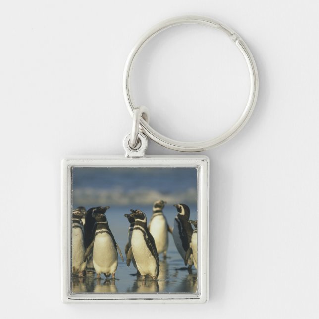 Chaveiro Pinguins-de-magalhães, Spheniscus (Frente)