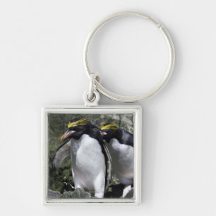 Chaveiro Pinguins do macarrão, Geórgia sul