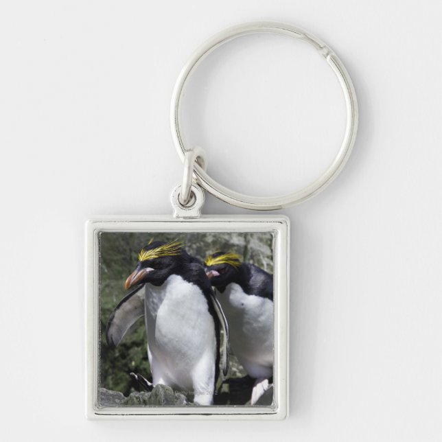 Chaveiro Pinguins do macarrão, Geórgia sul (Frente)