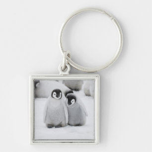 Chaveiro Pinguins-Imperadores Filhotes no Gelo na Antártida