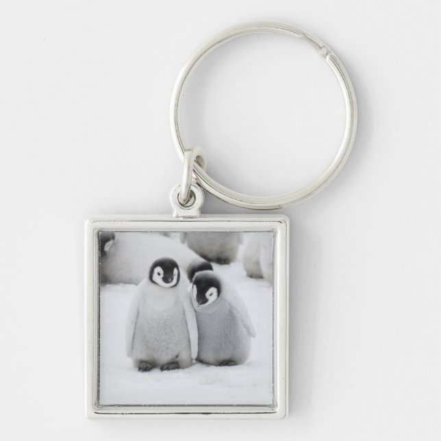 Chaveiro Pinguins-Imperadores Filhotes no Gelo na Antártida (Frente)