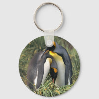 Pinguins-rei-amantes