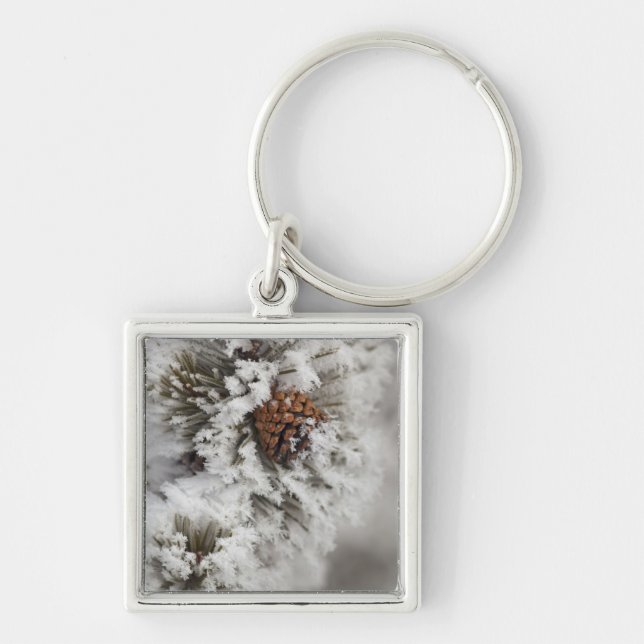 Chaveiro Pinhas de Pinheiro Lodgepole no inverno em Yellows (Frente)