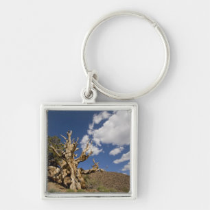 Chaveiro Pinheiro Bristlecone na Floresta Antiga Bristlecon
