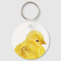 Pintinho de bebê amarelo
