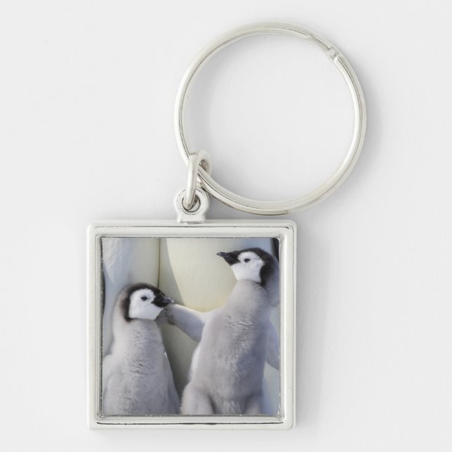 Chaveiro Pintinho Imperador Penguin (Frente)