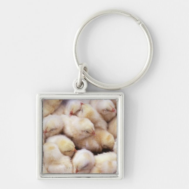 Chaveiro pintinhos, ninhada de galinhas (Frente)