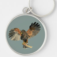 Pintura da aguarela do pássaro do falcão