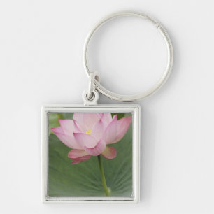 Chaveiro Planta de flor de Lótus (Nelumbo nucifera) vista d