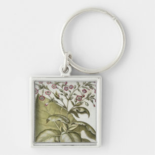Chaveiro Planta de tabaco, do "Hortus Eystettensis" por B
