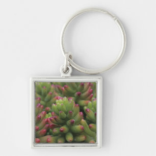 Chaveiro planta Sedum, Museu do Deserto de Arizona-Sonora,