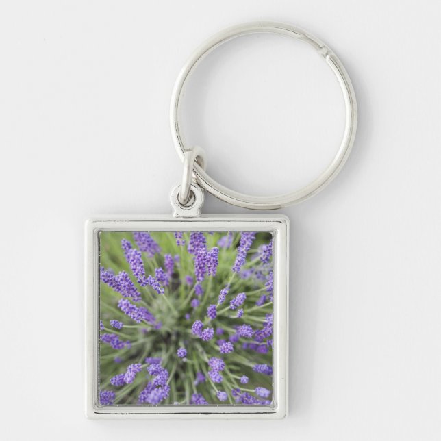 Chaveiro Plantas de lavanda (Frente)