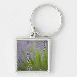 Chaveiro Plantas de lavanda 2