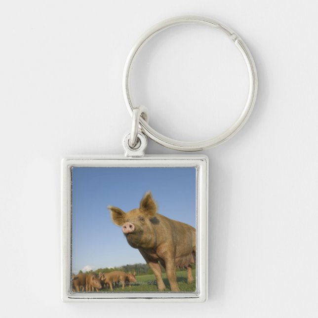 Chaveiro Porco em um campo (Frente)