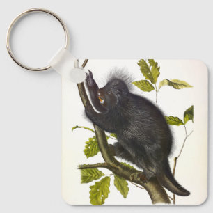 Chaveiro Porcupine norte-americano ou canadense de Audubon