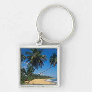 Chaveiro Porto Rico, Isla Verde, palmeiras.