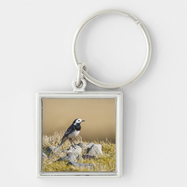 Chaveiro Posing Wagtail (Frente)