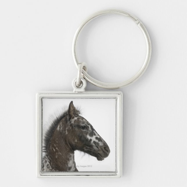 Chaveiro potro do híbrido entre um Appaloosa e um a (Frente)