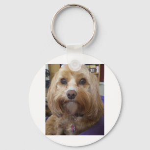 Chaveiro Produtos Cavapoo ou Cavadoodle