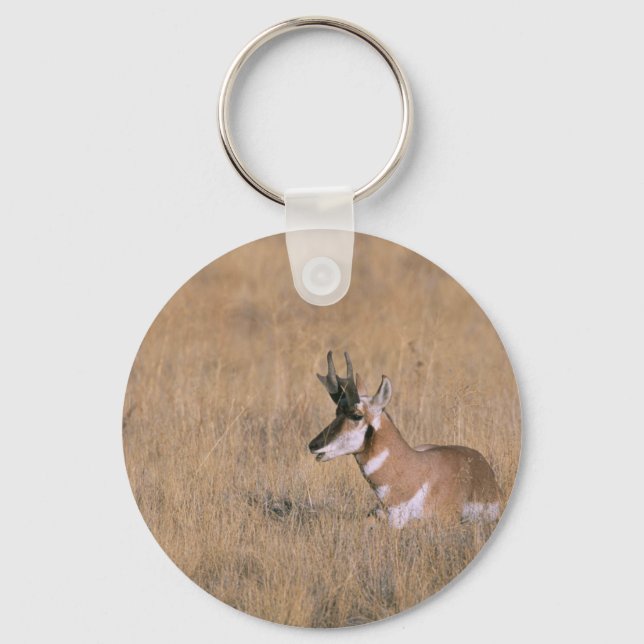 Chaveiro Pronghorn (Frente)