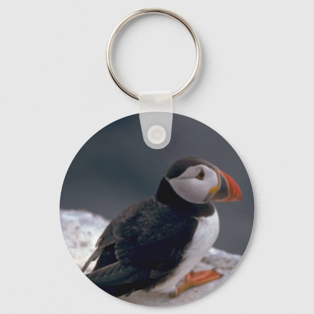 Chaveiro Puffin, Fratercula artica (Frente)
