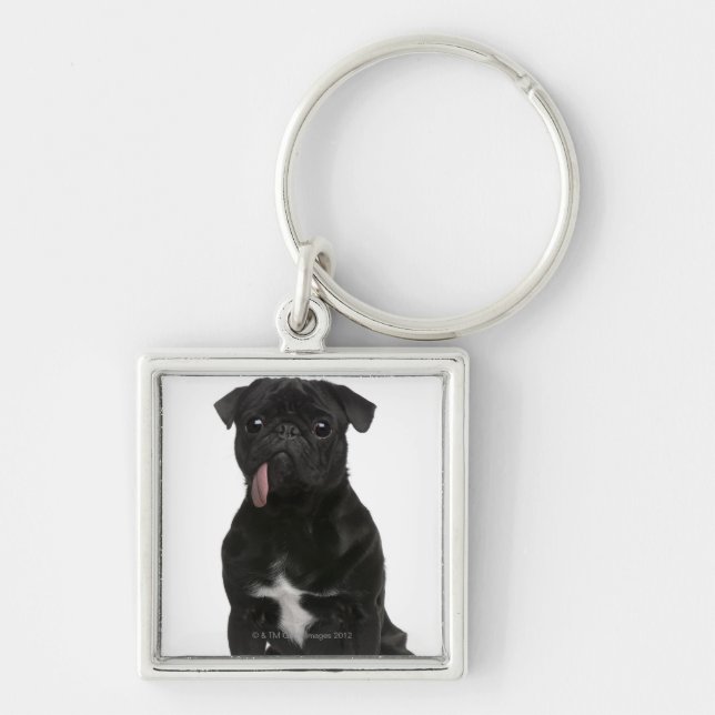 Chaveiro Pug (bebê de um ano) que senta-se com sua (Frente)