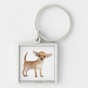 Chaveiro Pulseira de Cachorro Chihuahua Filhote