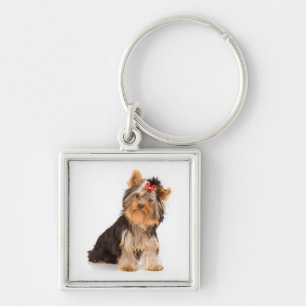 Chaveiro Pulseira de Cachorro Yorkshire Terrier Filhote